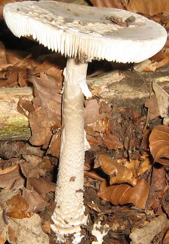 Escursione a Limestre e funghi da identificare